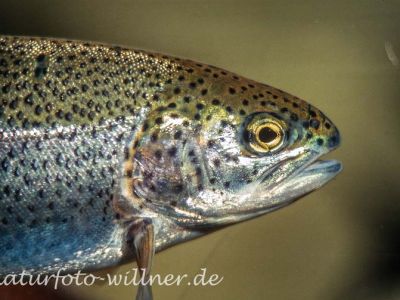 Forelle (Salmo trutta) Foto W. Willner_9041