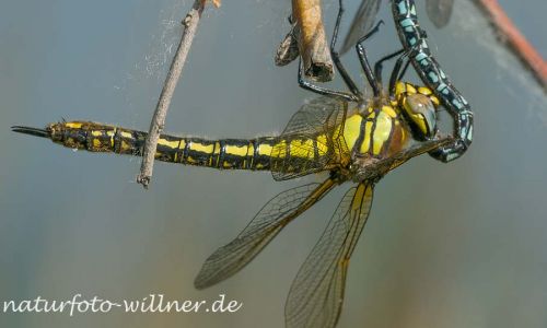 Früher Schilfjäger (Brachytron pratense) Naturfoto Willner1_2017-08-20_0226_C0004_000120