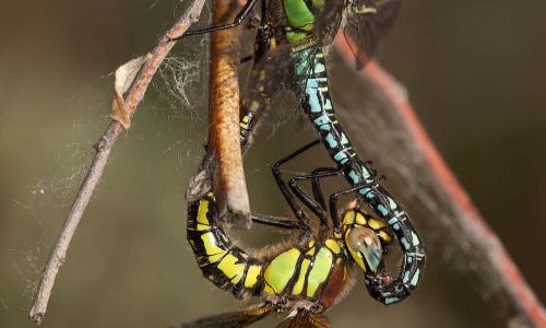Früher Schilfjäger (Brachytron pratense) Naturfoto WillnerIMG_8796