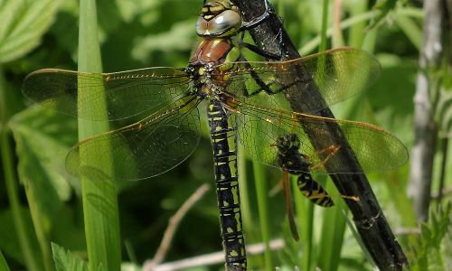 Früher Schilfjäger (Brachytron pratense) Naturfoto WillnerP5010212