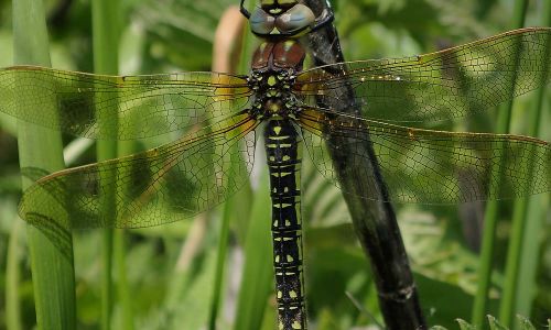 Früher Schilfjäger (Brachytron pratense) Naturfoto WillnerP5010218