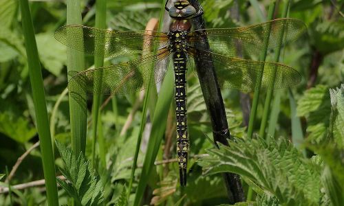 Früher Schilfjäger (Brachytron pratense) Naturfoto WillnerP5010219