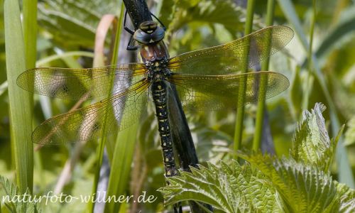 Früher Schilfjäger (Brachytron pratense) Naturfoto Willner_2017-08-16_0715_C0002_000025