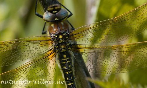 Früher Schilfjäger (Brachytron pratense) Naturfoto Willner_2017-08-16_0716_C0003_000166