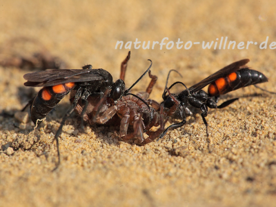 Frühlings Wegwespe Naturfoto Willner