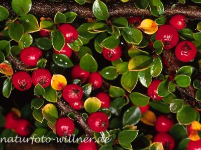 Fächer-Zwergmipel (Cotoneaster horizontalis) Foto W. Willner