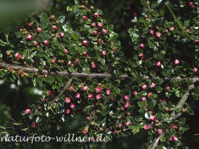 Fächer-Zwergmipel (Cotoneaster horizontalis) Foto W. Willner-3