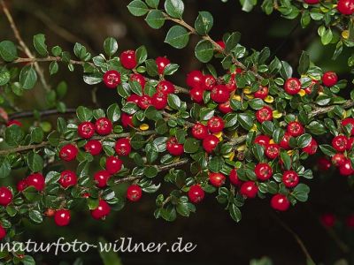 Fächer-Zwergmipel (Cotoneaster horizontalis) Foto W. Willner-6