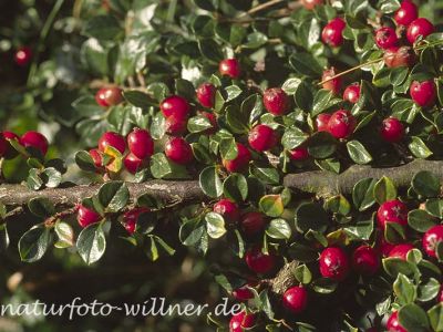 Fächer-Zwergmipel (Cotoneaster horizontalis) Foto W. Willner