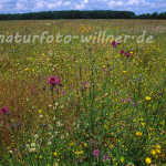 Naturfoto Willner Naturfoto Willner