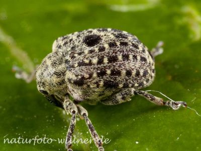 Garten-Blattschaber (Cionus hortulanus) Foto W. Willner-6-2