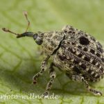 Garten-Blattschaber (Cionus hortulanus) Foto W. Willner-8-2