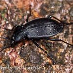 Gartenlaufkäfer (Carabus hortensis) Foto W. Willner