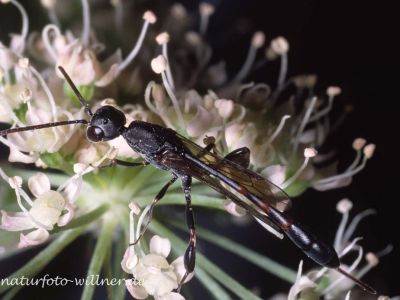 Gasteruption assectator Foto W. Willner 6021