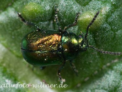 Gastrophysa viridula (Grüner Sauerampferkäfer) 1 Foto W. Willner