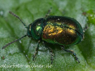 Gastrophysa viridula (Grüner Sauerampferkäfer) 2 Foto W. Willner