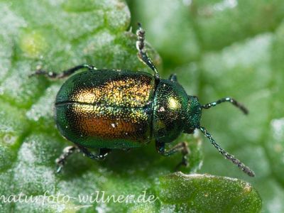 Gastrophysa viridula (Grüner Sauerampferkäfer) 4 Foto W. Willner
