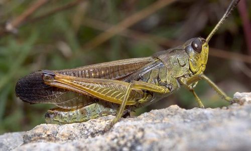 Gebirgsgrashüpfer Foto W. Willner.2