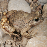 Geburtshelferkröte 12 Foto W. Willner