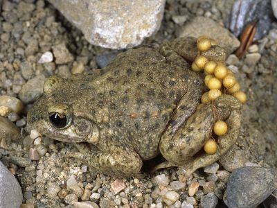 Geburtshelferkröte 18 Foto W. Willner