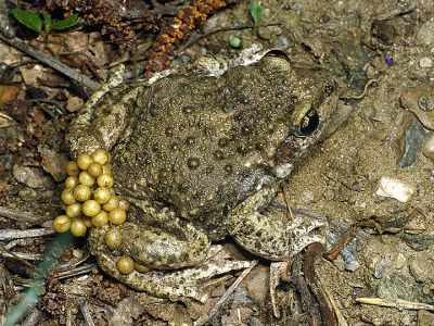 Geburtshelferkröte 20 Foto W. Willner