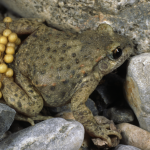 Geburtshelferkröte 21 Foto W. Willner (2)