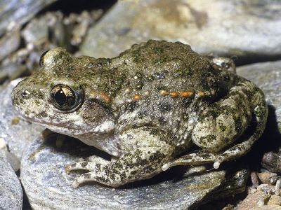 Geburtshelferkröte 22 Foto W. Willner