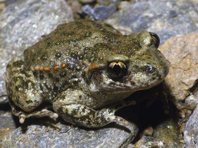 Geburtshelferkröte 23 Foto W. Willner