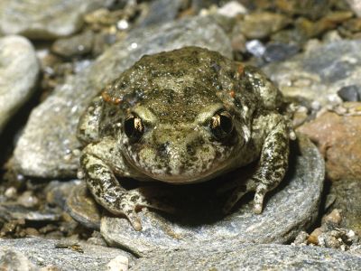 Geburtshelferkröte 8 Foto W. Willner