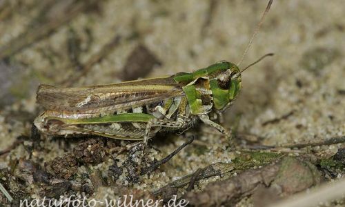 Gefleckte Keulenschrecke 1 Foto W. Willner