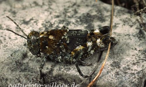 Gefleckte Schnarrschrecke (Bryodema tuberculata) 11 Foto W. Willner