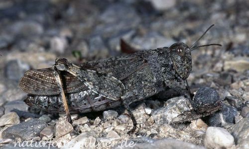 Gefleckte Schnarrschrecke (Bryodema tuberculata) 12 Foto W. Willner