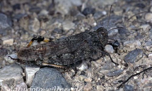 Gefleckte Schnarrschrecke (Bryodema tuberculata) 7 Foto W. Willner