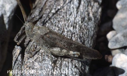 Gefleckte Schnarrschrecke (Bryodema tuberculata) 9 Foto W. Willner