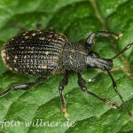 Gefurchter Lappenrüssler (Otiorhynchus sulcatus) Foto W. Willner-11