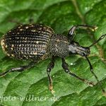 Gefurchter Lappenrüssler (Otiorhynchus sulcatus) Foto W. Willner-11
