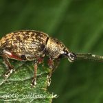 Gefurchter Lappenrüssler (Otiorhynchus sulcatus) Foto W. Willner-2