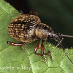 Gefurchter Lappenrüssler (Otiorhynchus sulcatus) Foto W. Willner-3