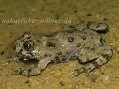 Gelbbauchunke 10 Foto W. Willner