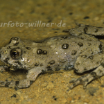 Gelbbauchunke 10 Foto W. Willner