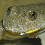 Gelbbauchunke 15 Foto W. Willner