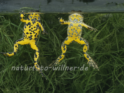 Gelbbauchunke 21 Foto W. Willner