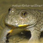 Gelbbauchunke 25 Foto W. Willner