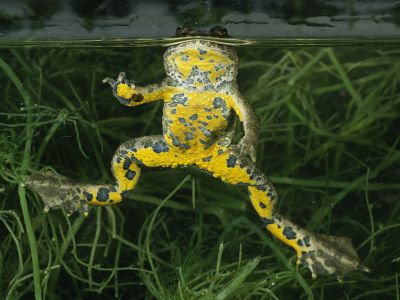 Gelbbauchunke (Bombina variegata) Moosburg/Zieglberg Juli 2004