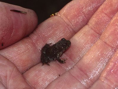 Gelbbauchunke 36 Foto W. Willner