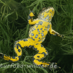 Gelbbauchunke 4 Foto W. Willner