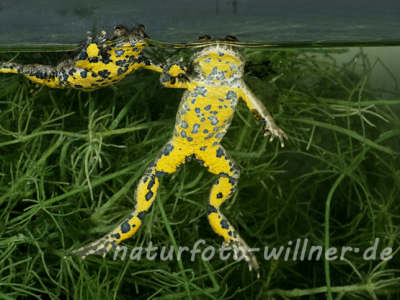 Gelbbauchunke 5 Foto W. Willner