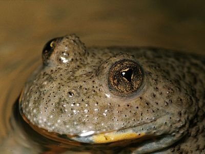 Gelbbauchunke 9 Foto W. Willner