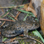 Gelbbauchunke (Bombina bombina) Foto W. Willner-20