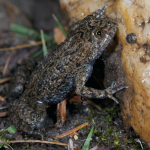 Gelbbauchunke (Bombina bombina) Foto W. Willner-22